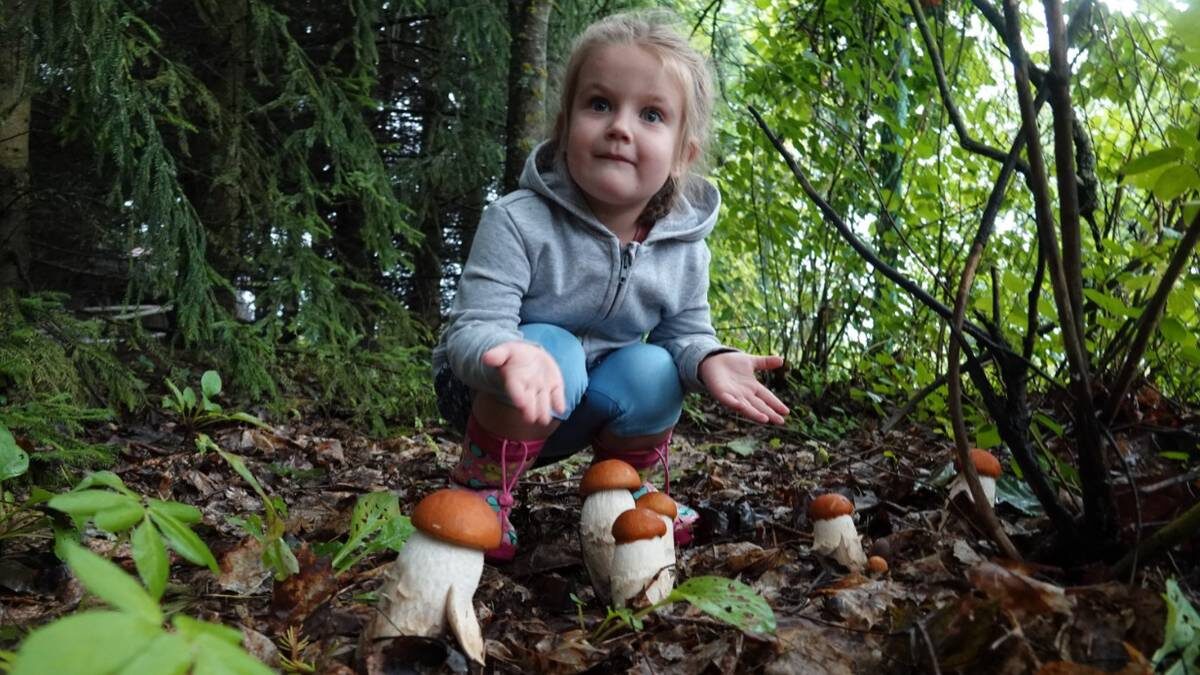    Юная грибница с подосиновиками в Шишкином лесу / Фото: Виктор Хабаров / Вечерняя Москва