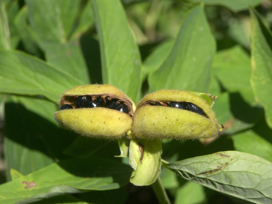 Paeonia officinalis Пион лекарственный в моем саду.