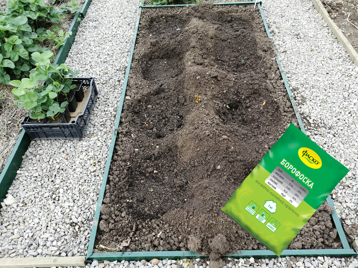 Подготовка грядок для клубники