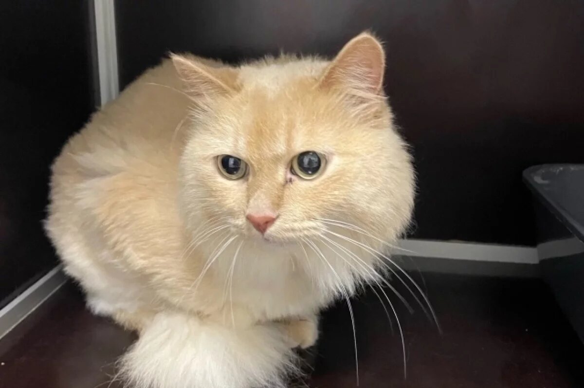    В Надыме хозяева подбросили своих котов к дверям приюта