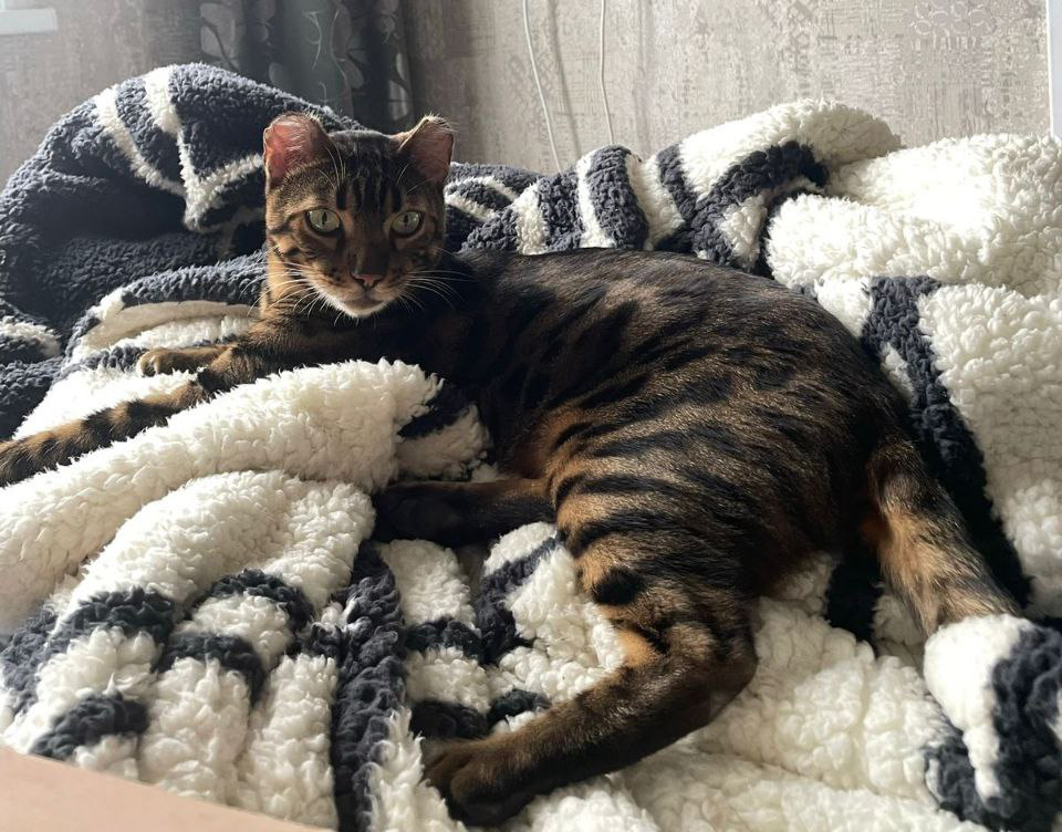 Статный красавец, не зря мы его называли Князь!