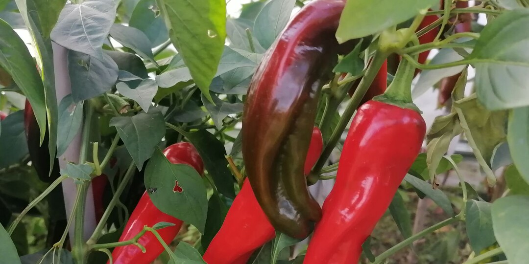 Чем подкормить перцы в августе в теплице и открытом грунте