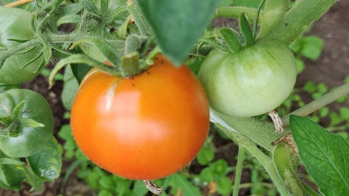 В начале августа только начинают появляться зрелые плоды в нашей теплице