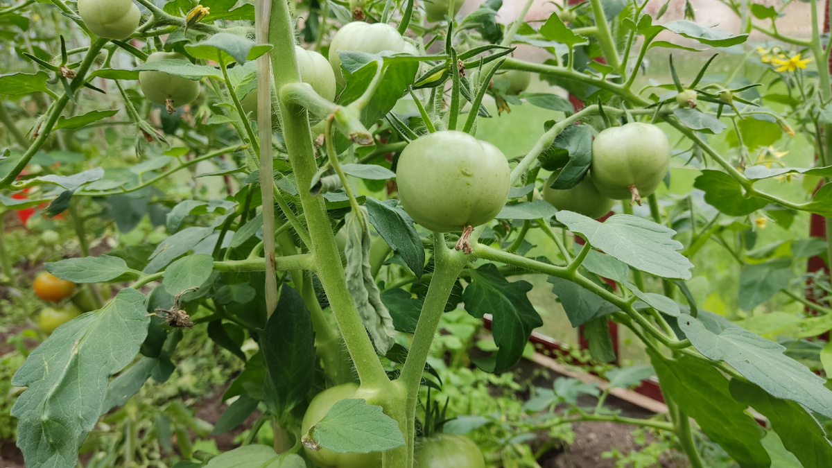 Много кустов с совсем зелеными плодами