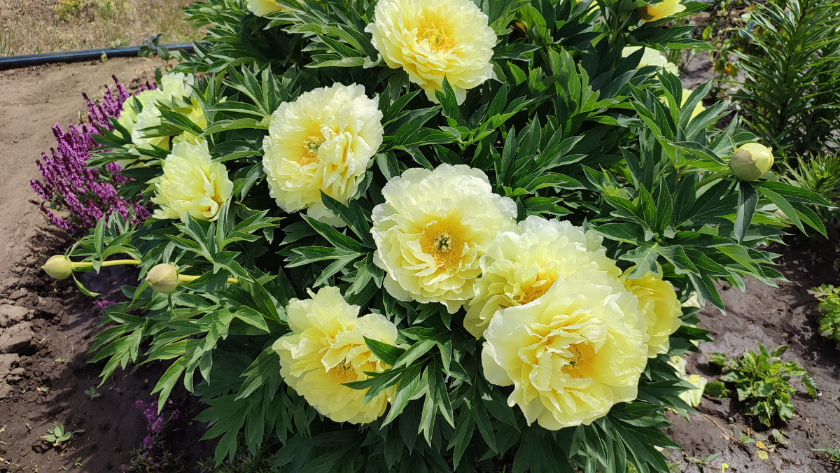 Пион ито-гибрид Бартзела