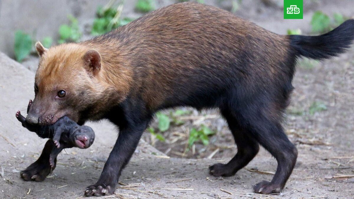    Фото: пресс-служба Московского зоопарка
