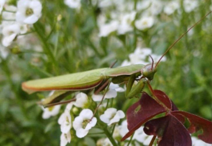    Фото - Бугринский комитет