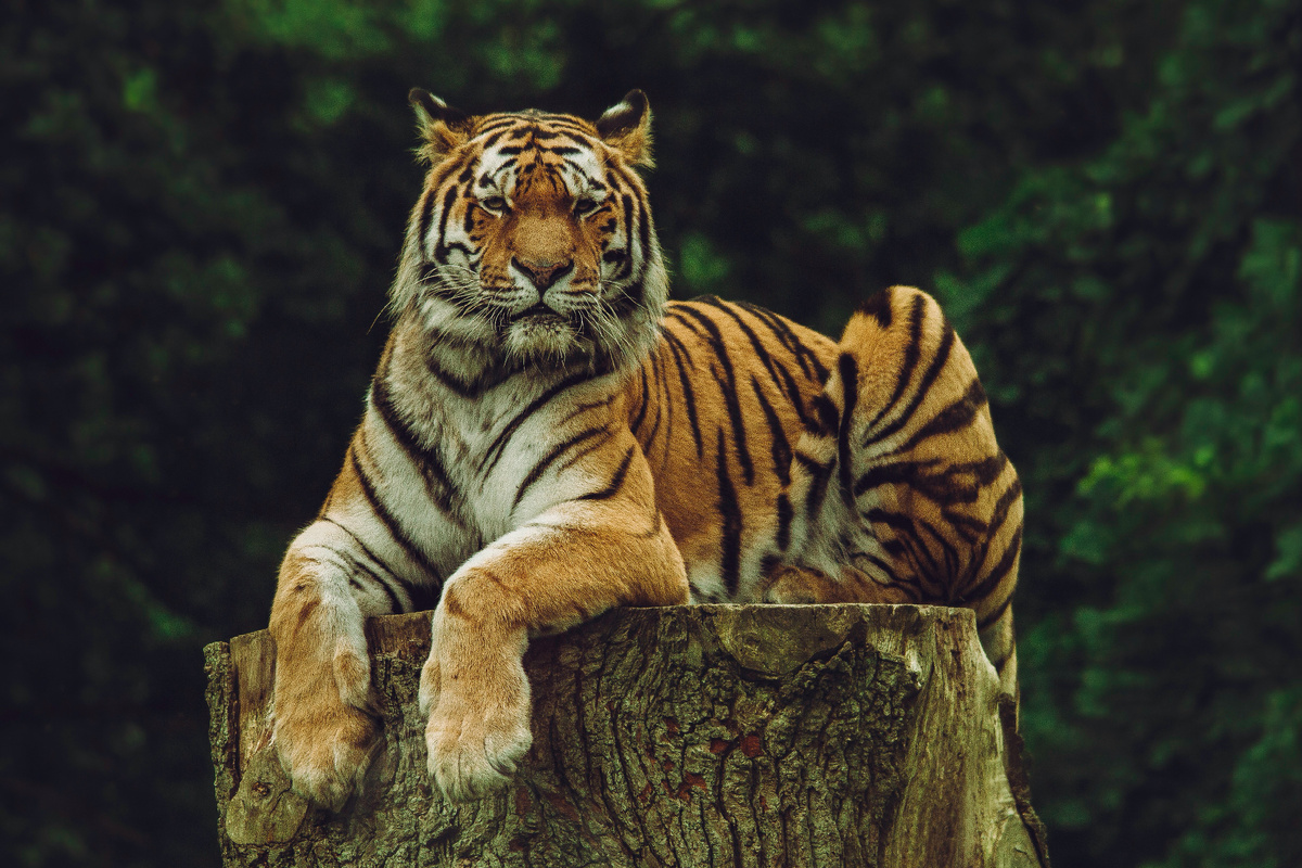 Картинка с бесплатного фотостока https://unsplash.com, автор Frida Lannerström