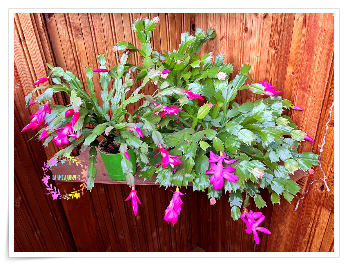 Фотки тоже будут. Не только гнев праведный. Не переживайте 😂