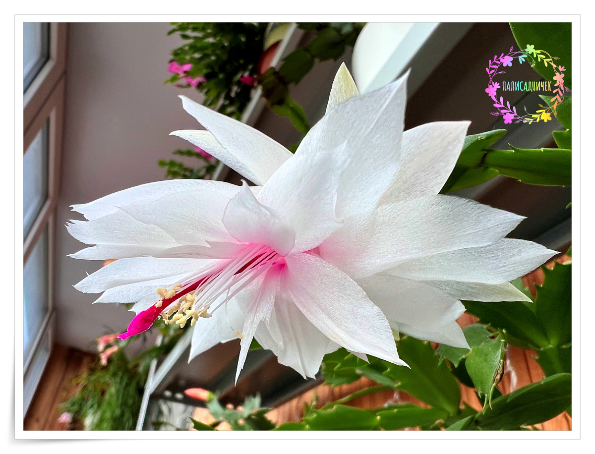 Branca Dobrada вот полностью мою позицию поддерживает. 