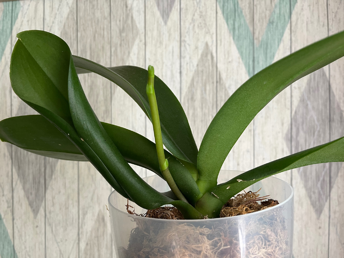 Фаленопсис