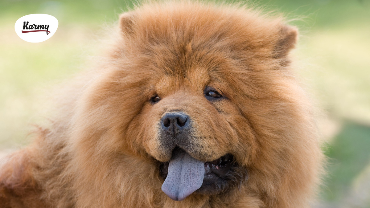 Авторское изображение с использованием картинки с сайта static.kodami.it