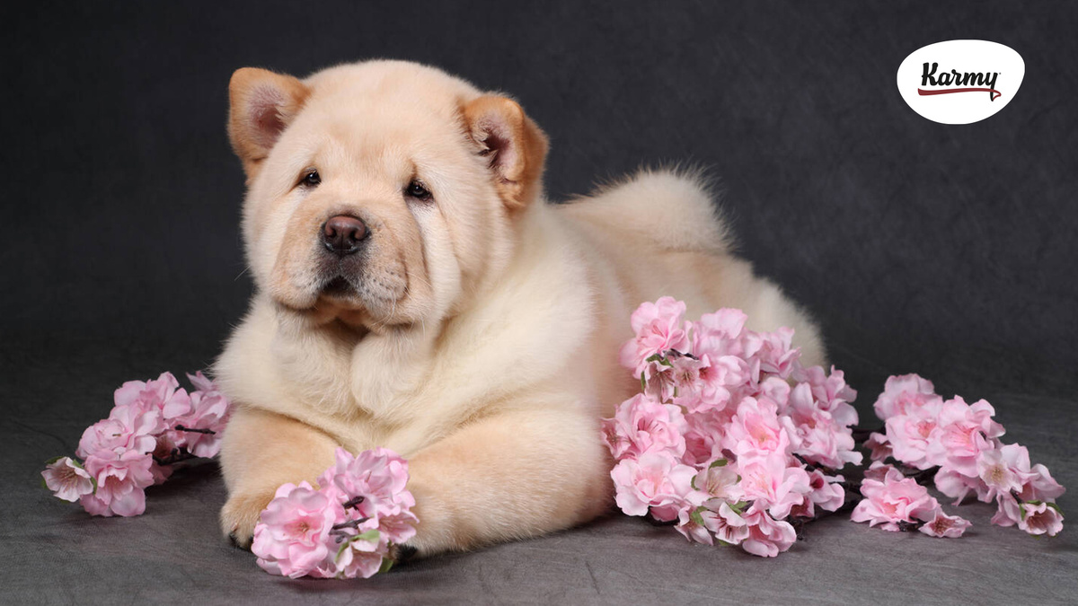 Авторское изображение с использованием картинки с сайта cdn.puzzlegarage.com