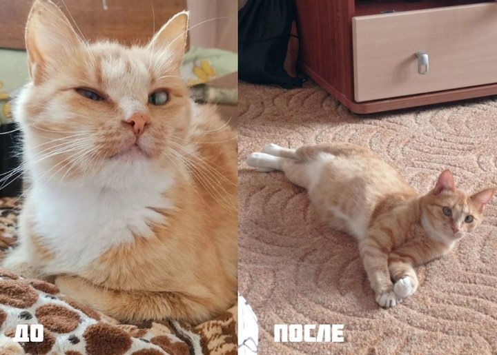 Фото: предоставлено группой помощи бездомным животным “Кошкин дом”