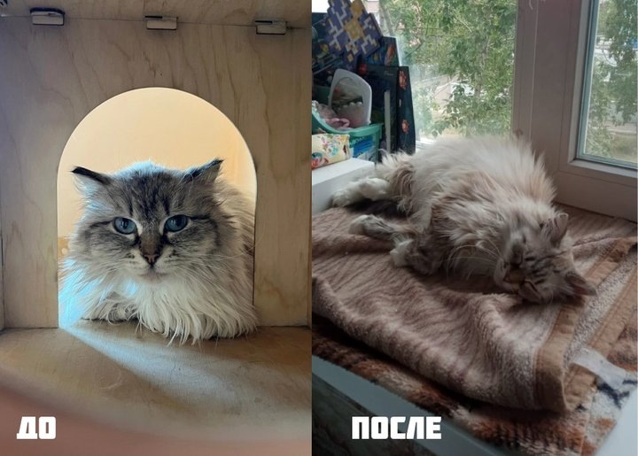 Фото: предоставлено группой помощи бездомным животным “Кошкин дом”