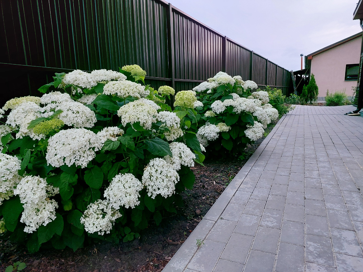 Гортензии в тени между забором м домом чувствуют себя прекрасно. Грунт подкисляю несколько раз за сезон.