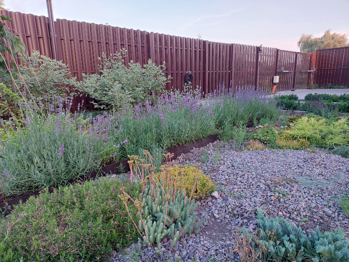 Мой сухой цветник 