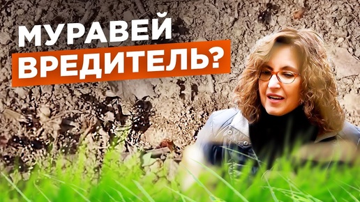 Муравьи на участке: что делать? Мифы о муравьях. №4 / Мария Винокур и Данила Горюнов Strogoorganic.