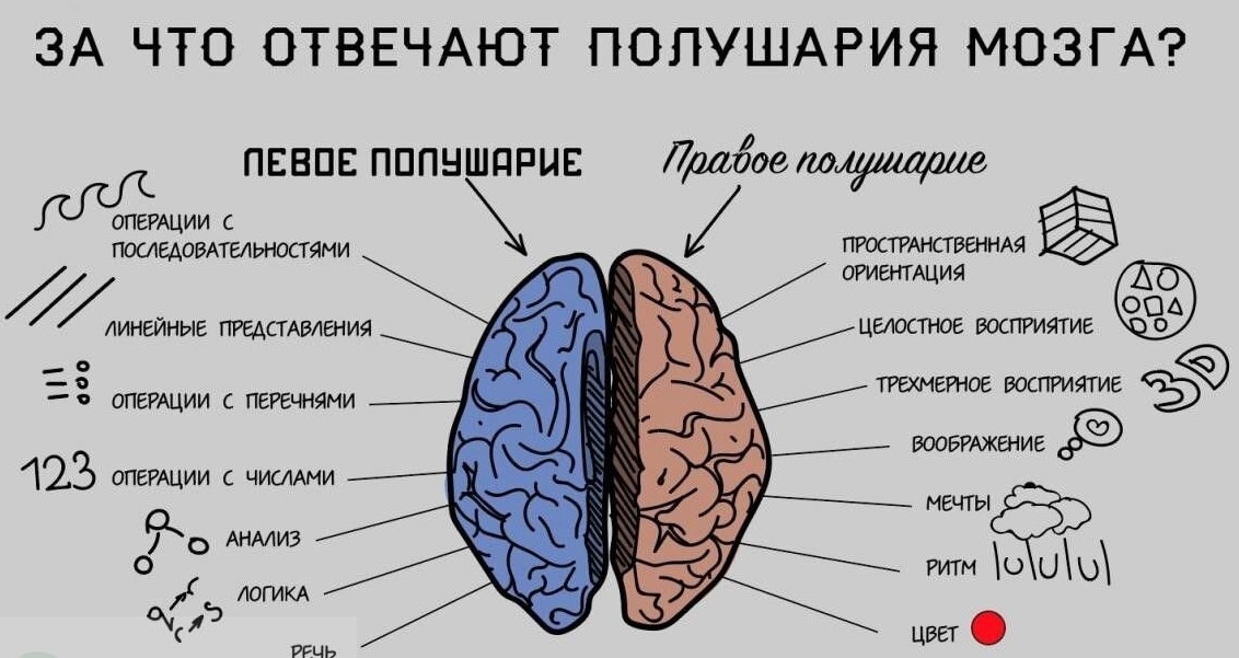 Уникальные особенности левшей