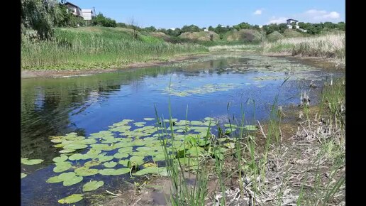 На реке Саратовка видим прекрасные жёлтые кубышки