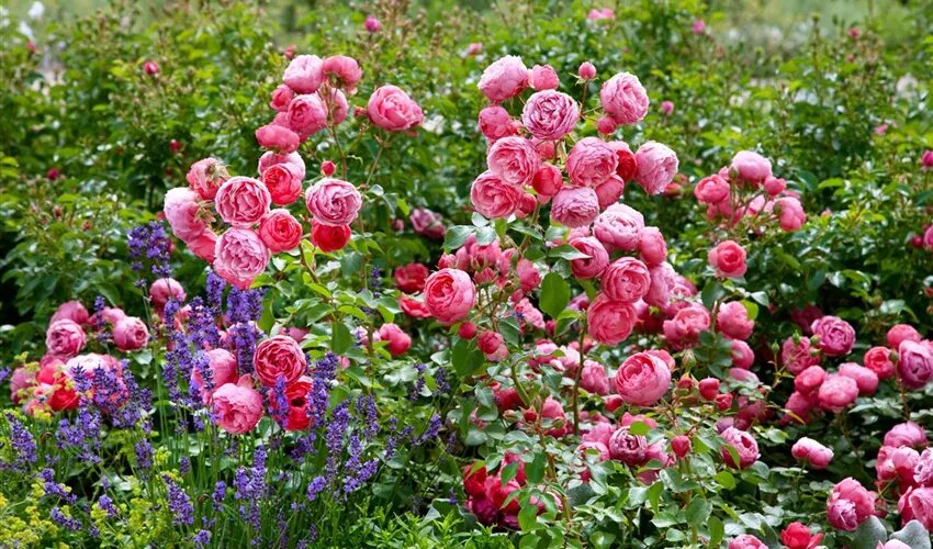 Источник фото - https://goo.su/k8d0