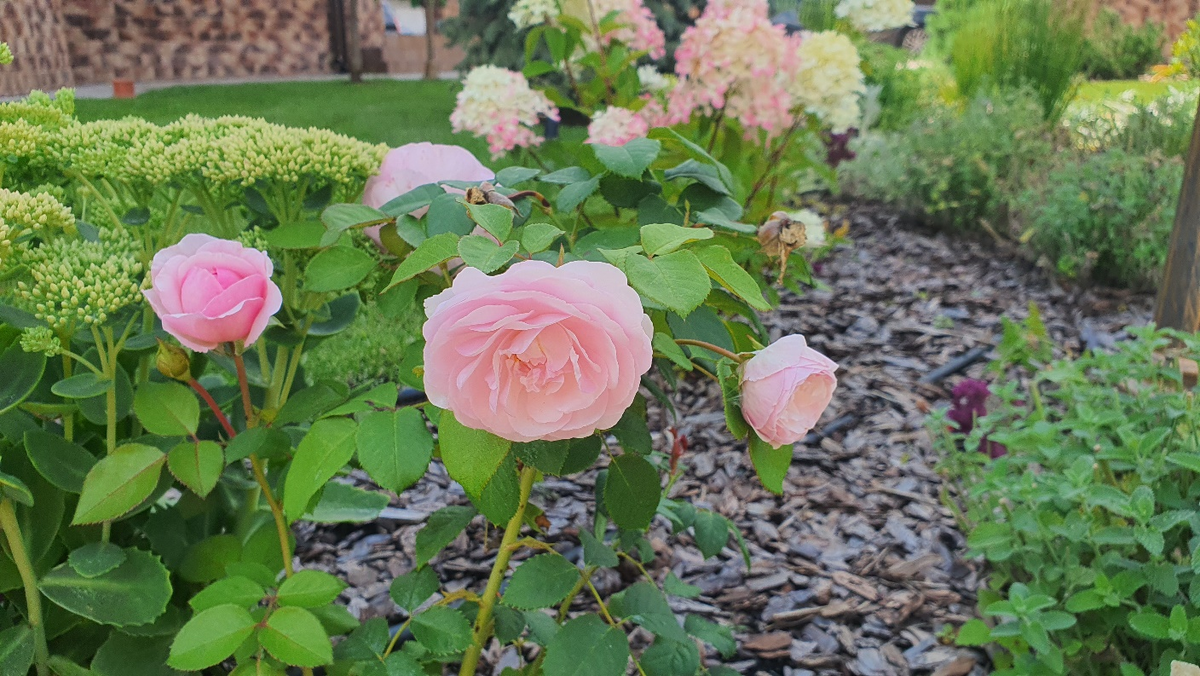 Фото из архива Фиолетового сна