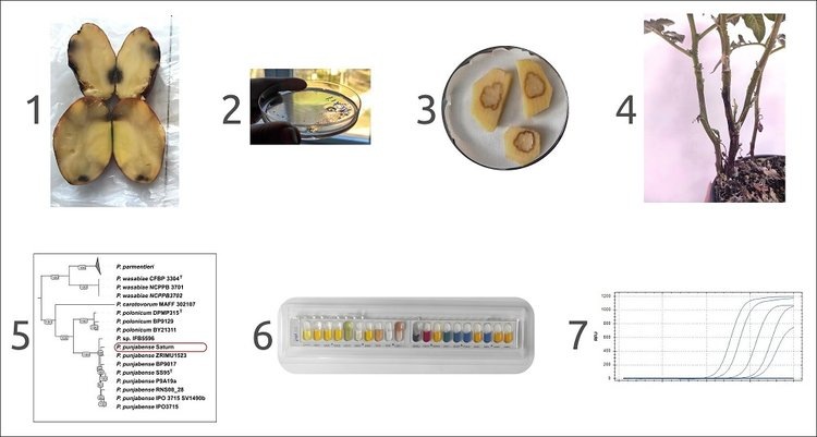    Новый вид бактерий, поражающих картофель, обнаружили российские ученые
