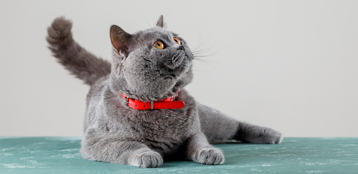 Умный ошейник для питомцев