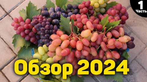 🍇Обзор ультраранних и ранних сортов винограда - 2024 - Часть 1 📸.