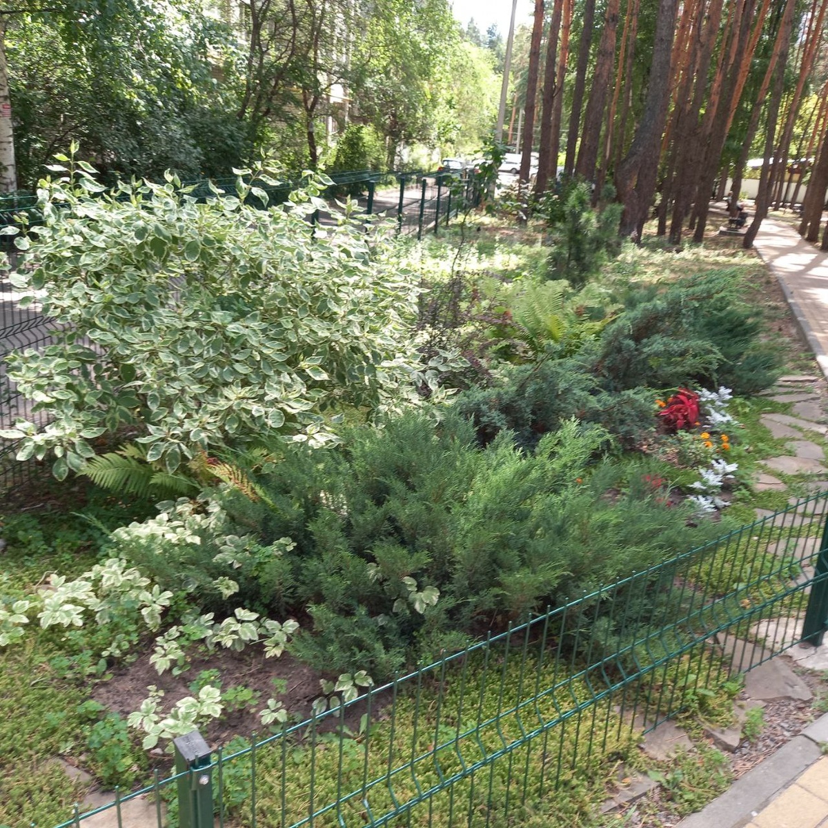 Эффектнее всех в сквере выглядят казацкие можжевельники, привезенные из Вешенской.