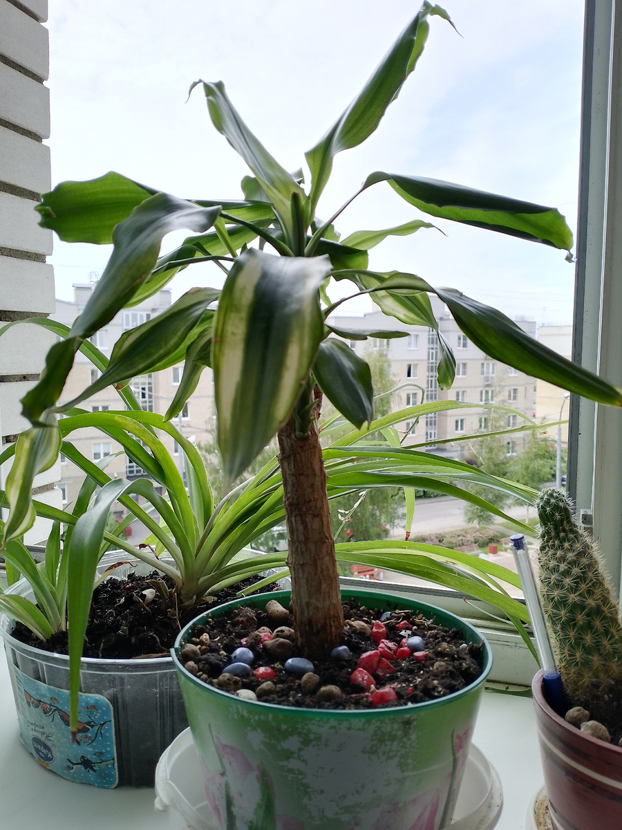 Привет всем! На связи канал Зеленый Веник. Но мы здесь, чтобы ваши цветы не превратились в них) 



Сегодня уделим внимание красавице Драцене Душистой. У меня на подоконнике она занимает почетное место во втором ряду от стекла. 



Родина этой красотки - Африка. Для меня было открытием, что никакого отношения к пальмам Драцена не имеет, хотя по внешнему виду очень напоминает ее. На самом же деле это суккулент. Отсюда и особые условия ухода. Итак, давайте начнем. 



Как видно на фото, у меня Драцена растет в довольно большом горшке. Примерно под размер диаметра кроны. Давайте немного спустимся вниз и посмотрим что же там внутри. 



Грунт



В моем случае это универсальный грунт для комнатных растений. Однако я его беспощадно дорабатывала под требования конкретно этого цветка. Дело в том, что Драцене нужна легкая, в меру питательная почва. Что ж... Я разбавила свой грунт перлитом и углем. Второе ввела чисто из соображений гигиены. Ну и на дно горшка уложила дренаж. 



Полив



Сейчас лето. Полив важен для всех растений. Свою Драцену поливаю примерно раз в неделю, но особо не слежу за распорядком. Усиленно наблюдаю за состоянием грунта. Просох до состояния песка - пора поливать. 



Освещение



Изначально моя красотка стояла в глубине комнаты и неприкрыто страдала. Показывала она свое недовольство жёлтыми сухими листьями и полным отсутствием роста. Я приняла волевое решение переселить ее на самое ☀ и поставила на подоконник. В итоге рост восстановился. Драцена теперь стабильно пускает новые листья в розетке. Бонусом и окрас стал более насыщенным. 

Вот такая история.



Заботтесь о своих растениях и они будут радовать вас! 