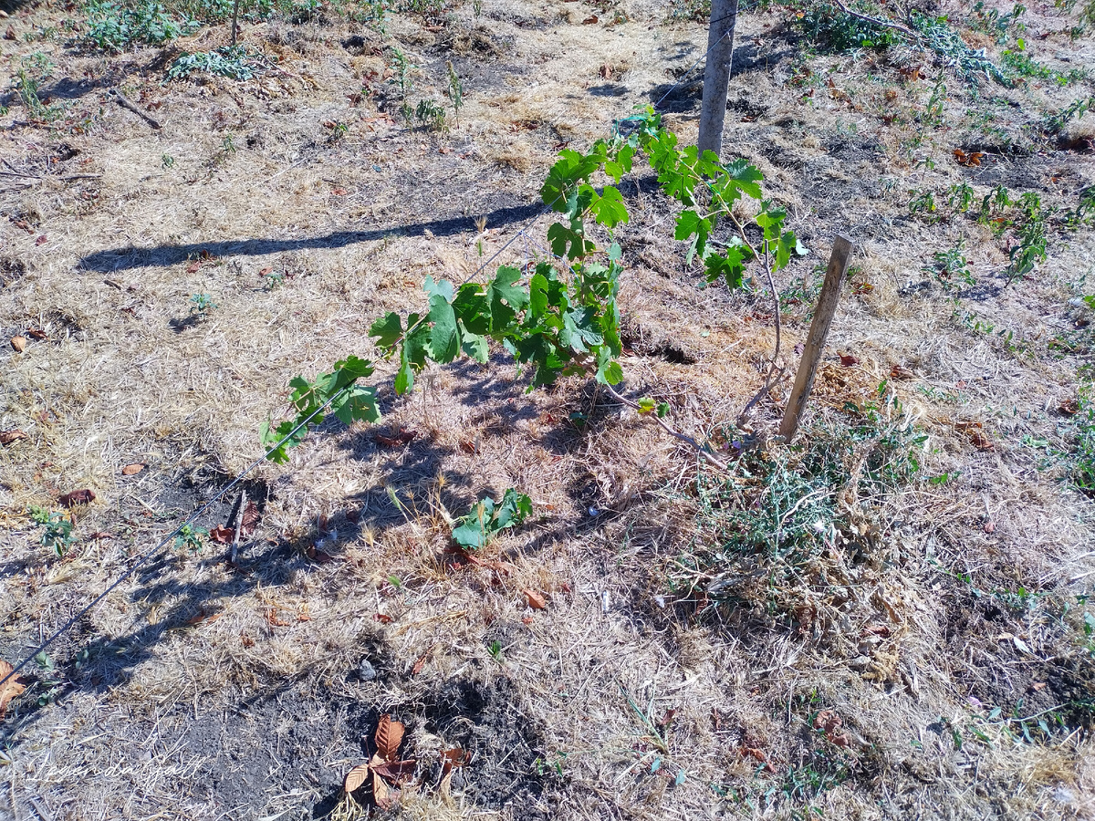 На каждом кустике по 2-3 рукава оставила