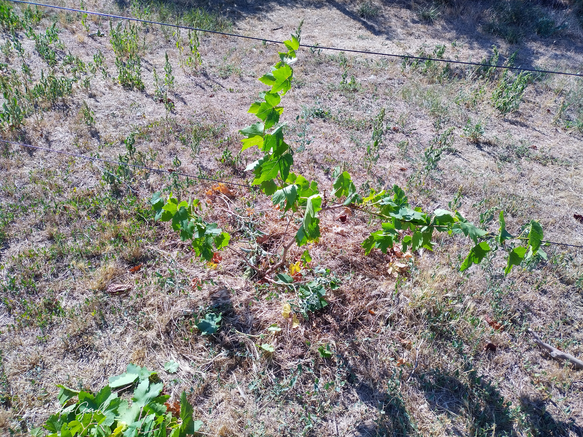 Рядом кучка обрезанного еще не убрана