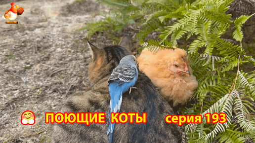 Крутые коты у птичьего двора выпуск 193 🐈🐈‍⬛😹❣️ Природа Абхазии и красивое подворье с птицами и животными 🥰