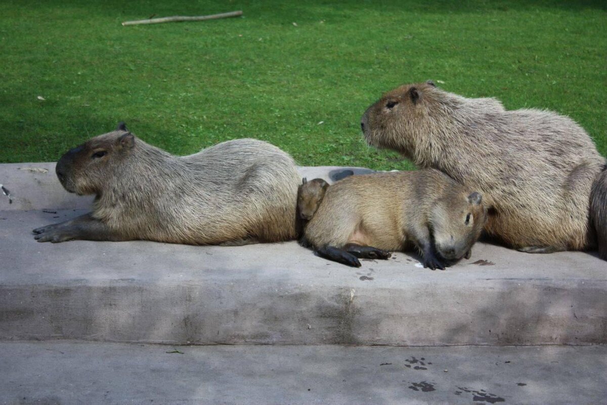 Московский зоопарк / Telegram📷Семейство капибар