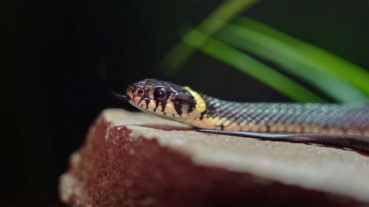 Московский зоопарк / Telegram📷Обыкновенный уж