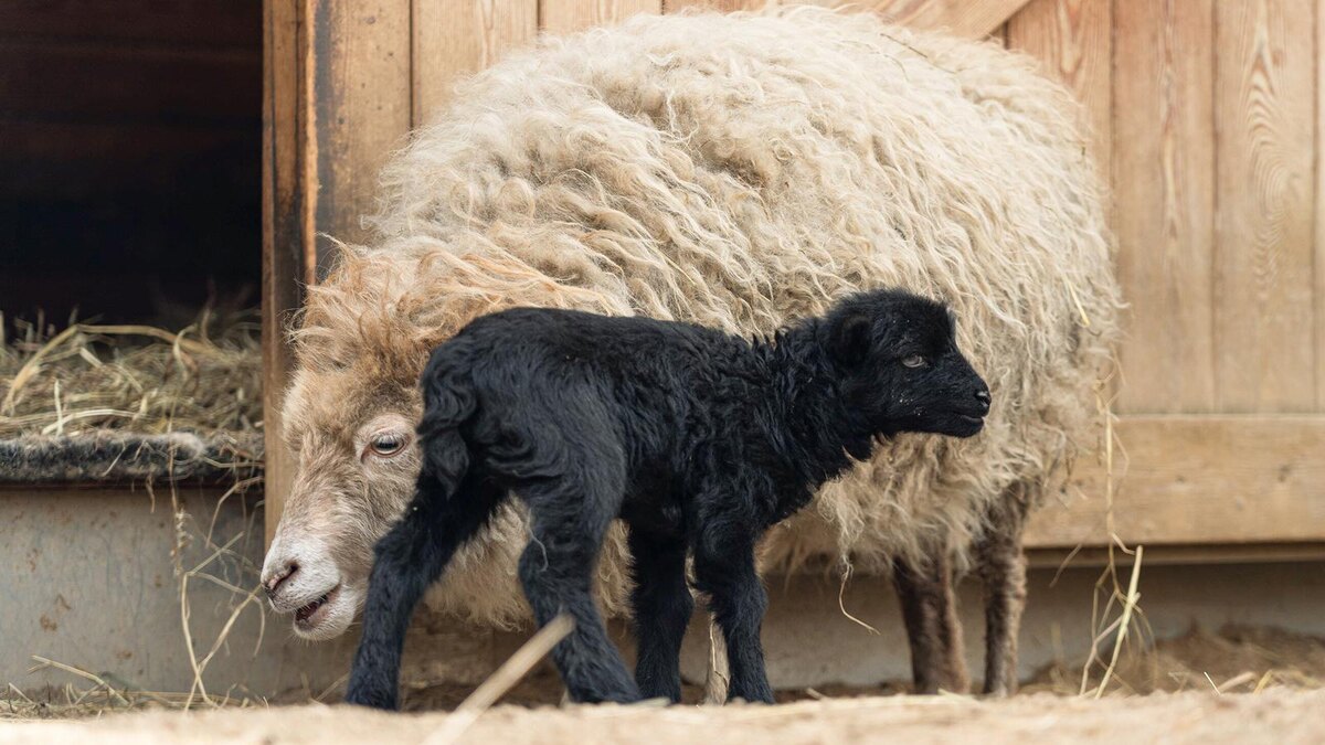 Московский зоопарк / Telegram📷Ягненок породы Уэссан