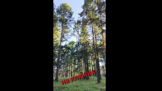 Идём на ключик🏞️наш лес 🌲🌲🌲 Петровск-Забайкальский