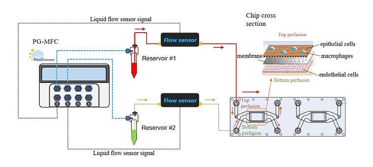 Рисунок 1. Схема подключения для культивирования клеток в потоке.