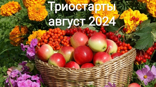 СП Триостарты 2024. Август. Итоги. Два+один.