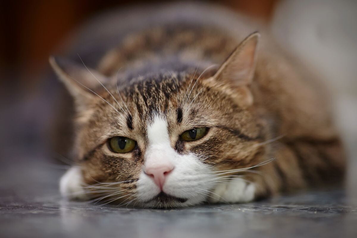 Кошка грустит 
