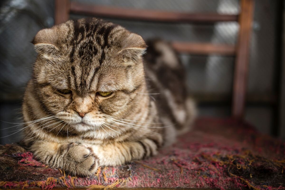 Грустный кот 