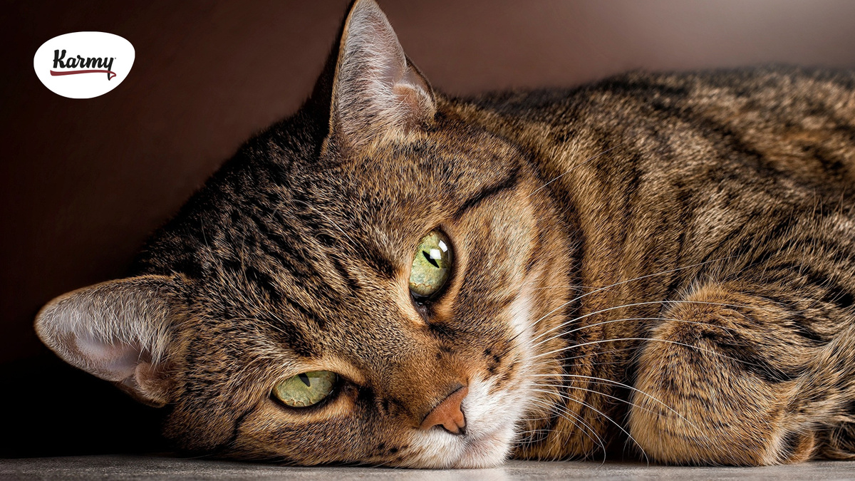 Авторское изображение с использованием картинки с сайта s1.1zoom.ru