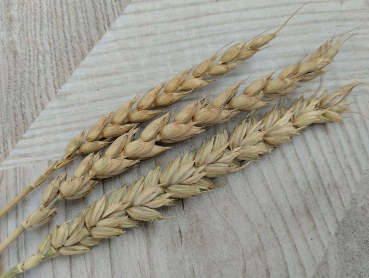 Фото: АПК Новости