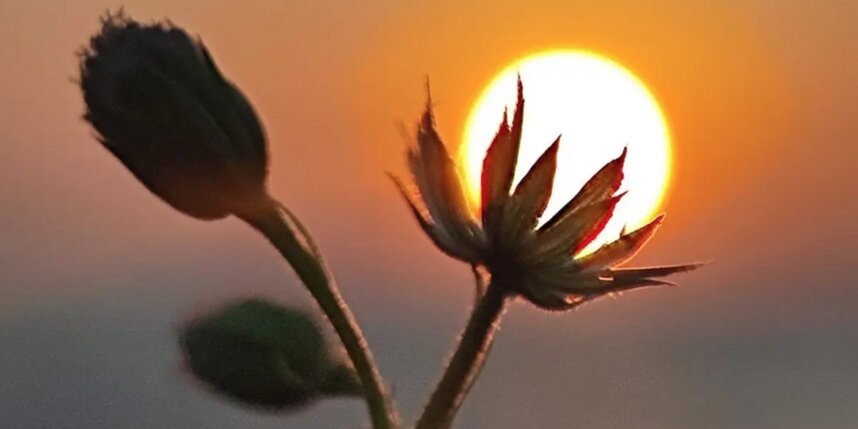    Солнце стало соцветием. Адитья Шриранг Бхат.