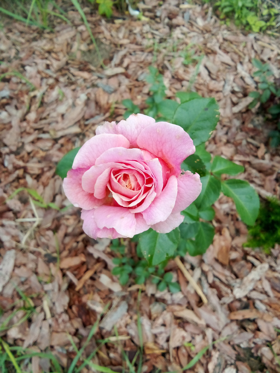 Шато де Вамаркю. Очень красивая. Но никак не пойму - соответствует сорту или нет? Жду полного раскрытия и "старения" цветка...