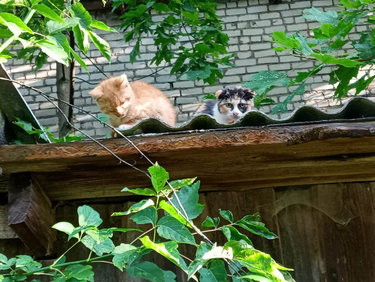 Фото автора. Вот так выходил погрется на солнышко.