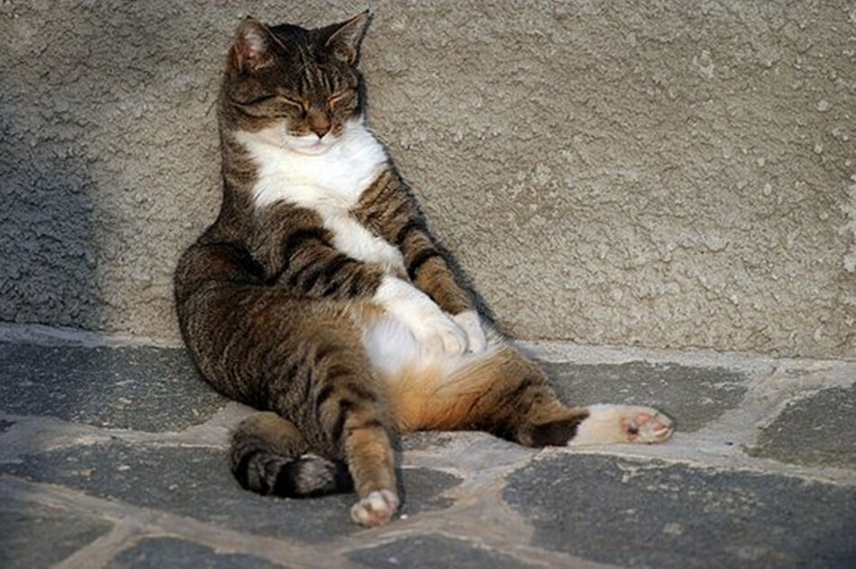 источник фото: https://avatars.dzeninfra.ru/get-zen_doc/5022911/pub_63dc2fa45e62e570466be456_63dc304468eca82497763d64/scale_1200