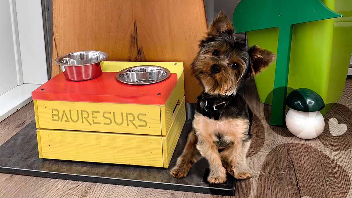 Dog-friendly шоу-рум масел и красок для древесины | Bauresurs