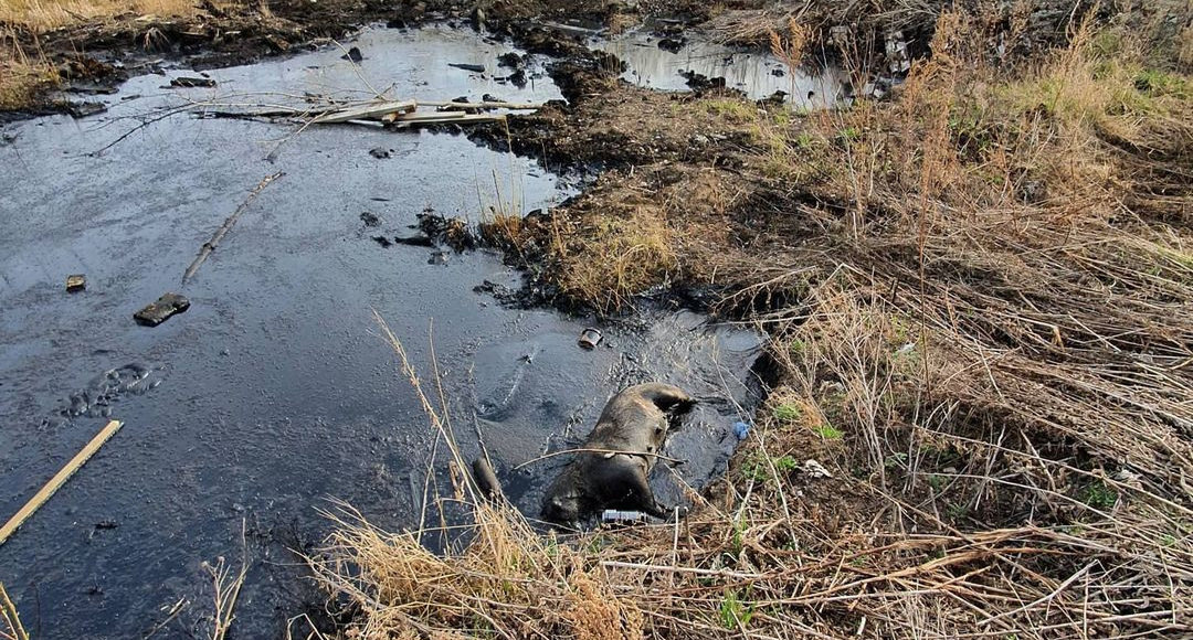    Фото из открытых источников